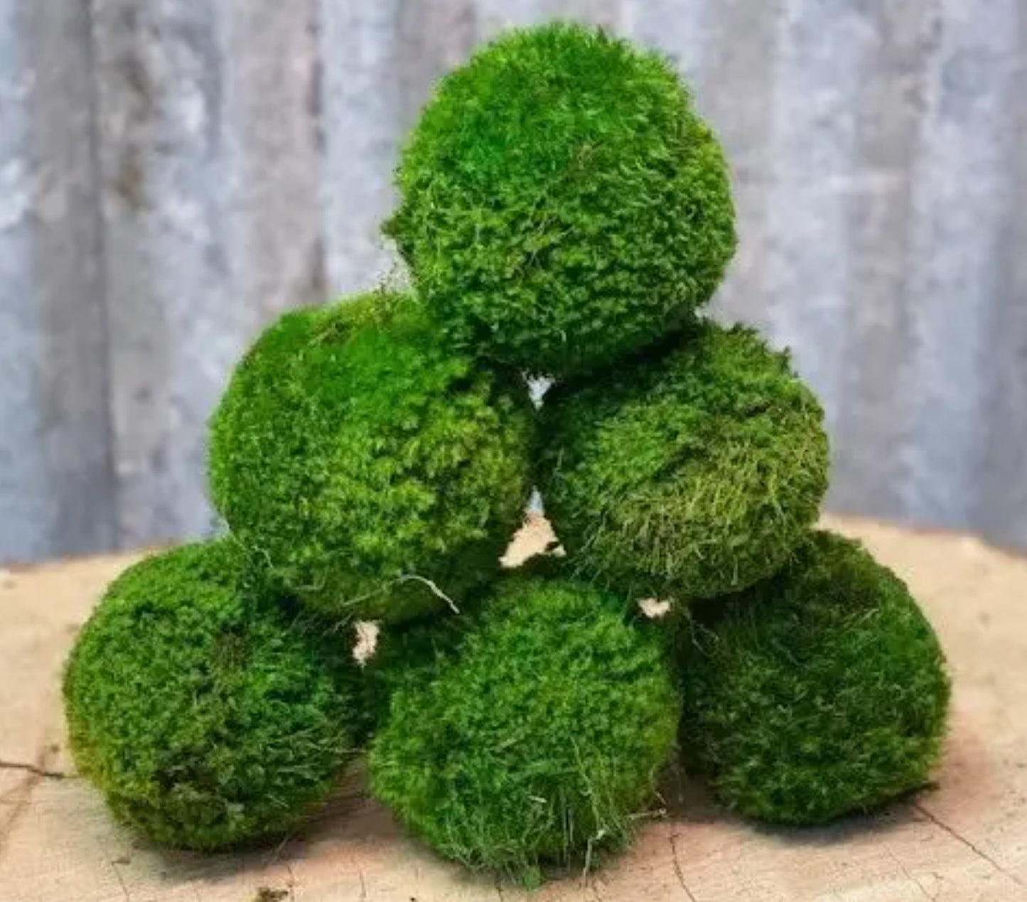 Large Preserved Moss Balls | Real Preserved Moss | Decorative Moss Balls | Maintenance Free Moss Decor | Handmade Moss Balls