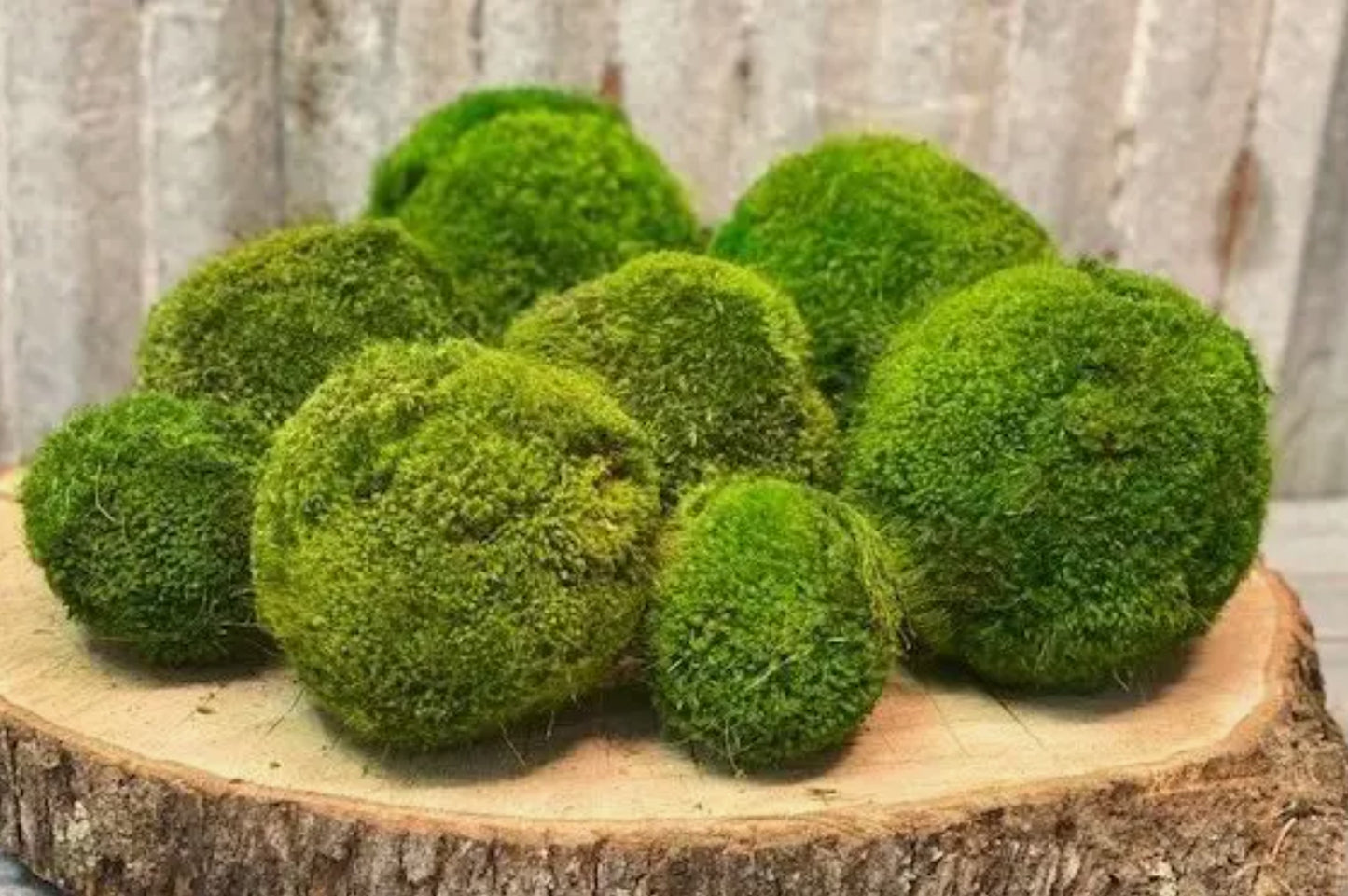 Large Preserved Moss Balls | Real Preserved Moss | Decorative Moss Balls | Maintenance Free Moss Decor | Handmade Moss Balls